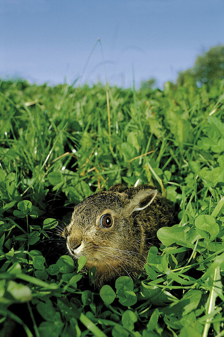Hare in the green grass (Lepus europaeus), Båstad. Skåne. Sweden.
