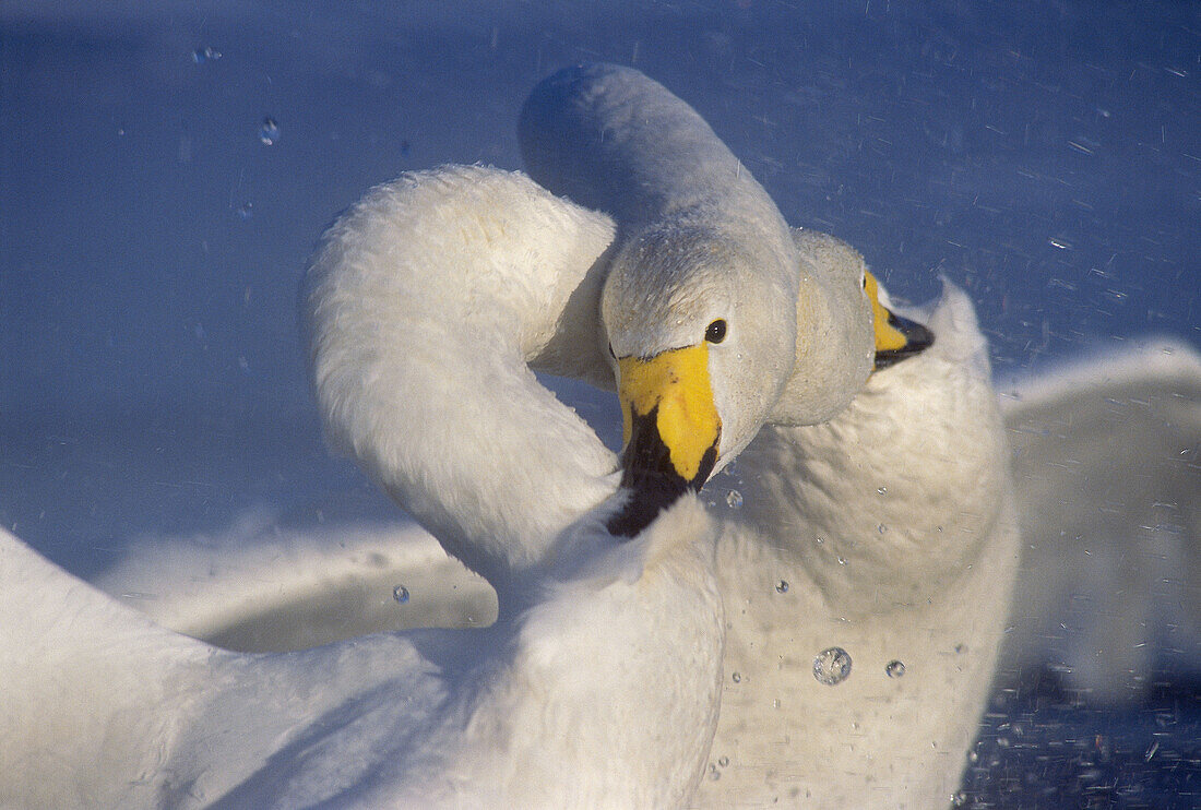 Whooper swans fight (Cygnus cygnus), Hokkaido, Japan