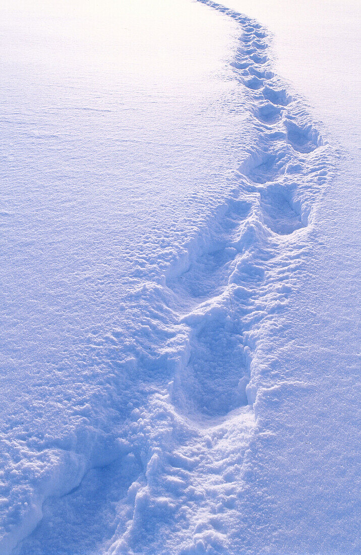 Snowshoe tracks in snow. Covered field in winter