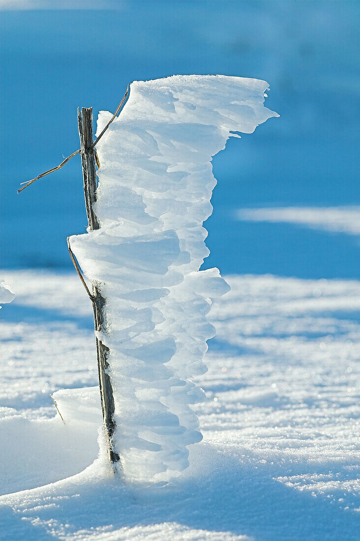 An upright twig covered in snow. This picture was taken in the mountain of Kisavos in Greece.
