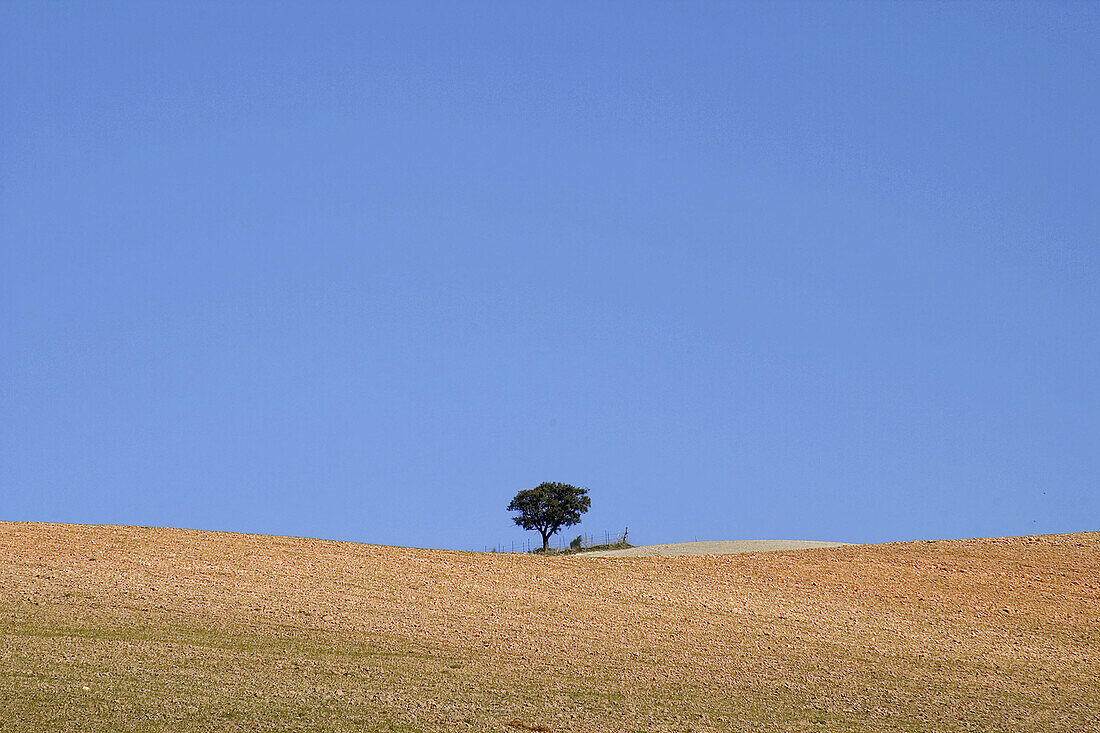 Country landscape. San José del Valle area, Cádiz province. Andalusia, Spain