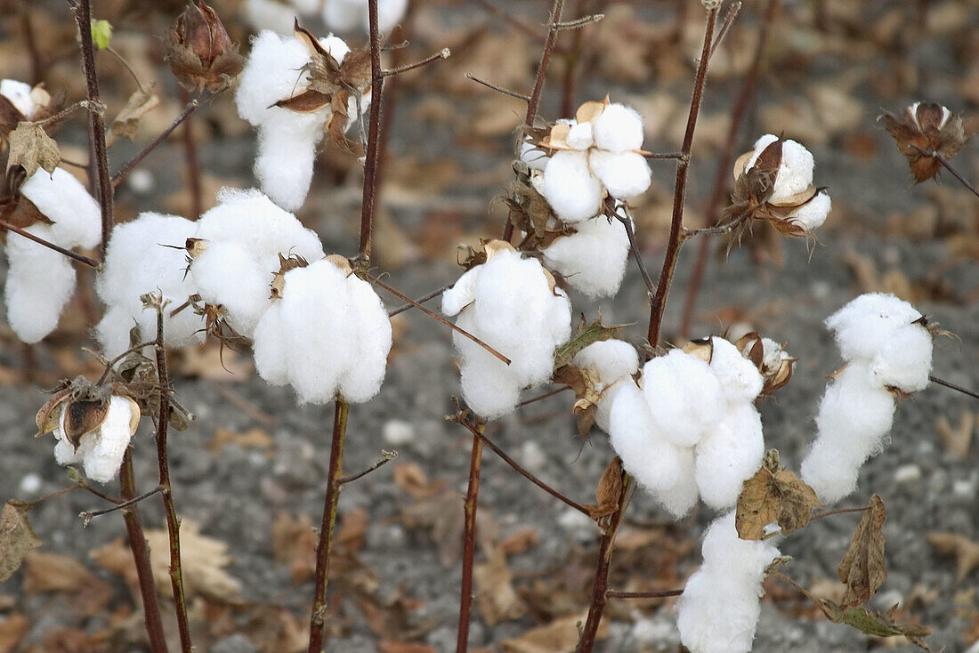 Cotton plantation (Gossypium herbaceum). El Puerto de Santa María. Cádiz. Spain