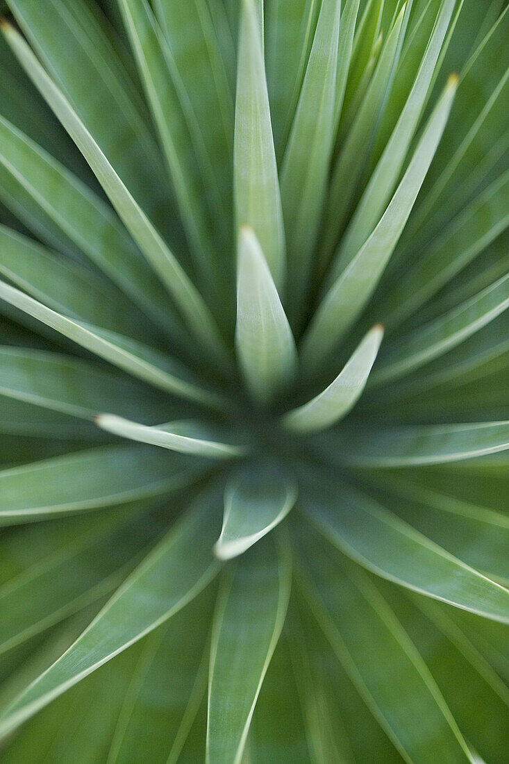 Agave leaves.