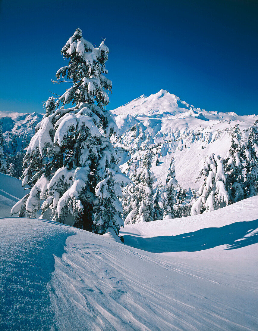Mount Baker viewed from Kulshan Ridge in winter. Heather Meadows Recreation Area. Washington. USA