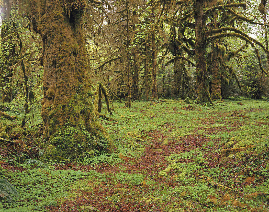 Hoh rain forest. Olympic National Park. Washington. USA.