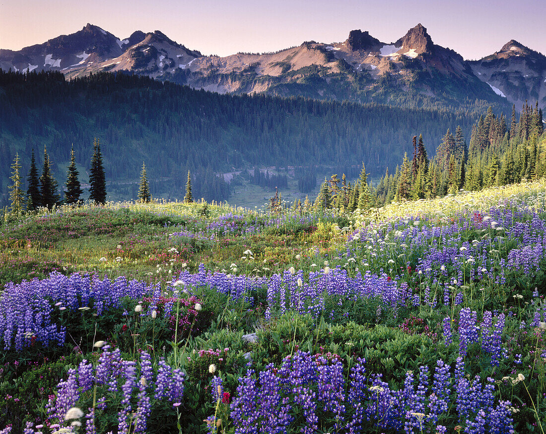 Tatoosh Range from flower meadows of Mount Rainier. Mount Rainier National Park. Washington. USA.