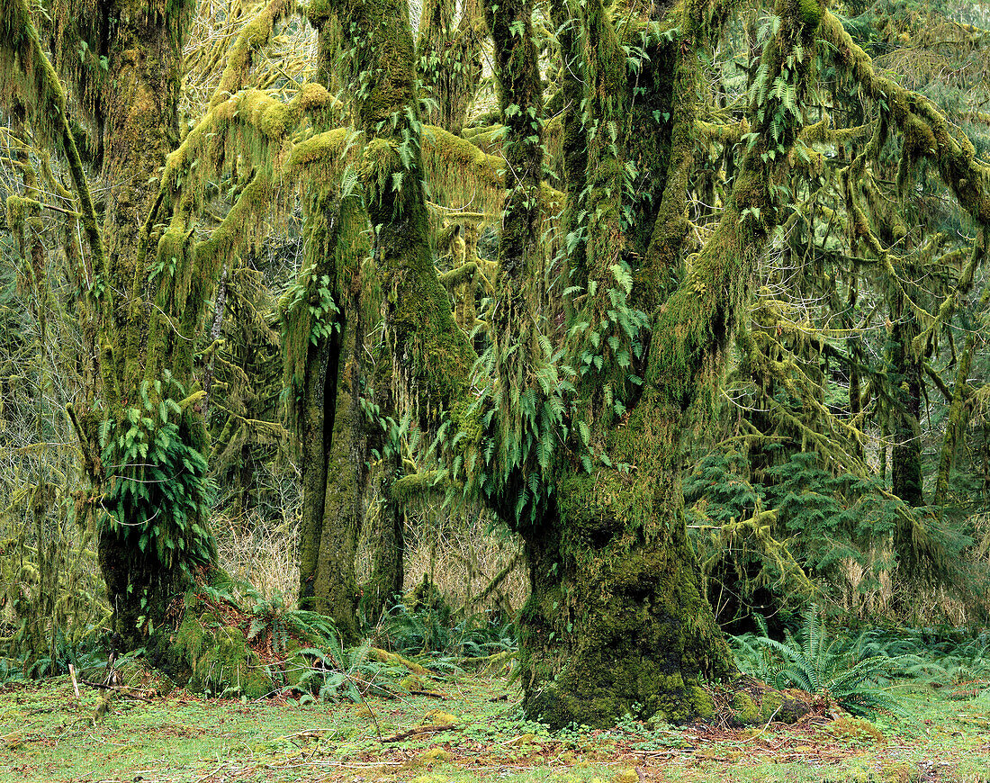 Big leaf maples. Hoh rain forest. Olympic National Park. Washington. USA.