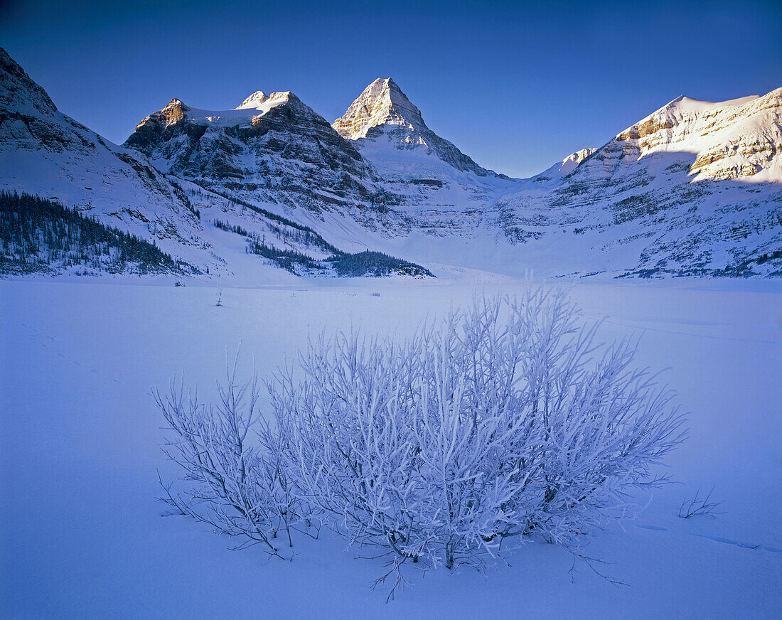 Winter dawn on Mount Assiniboine and Mount Magog. Mount Assiniboine Provincial Park. British Columbia. Canada.