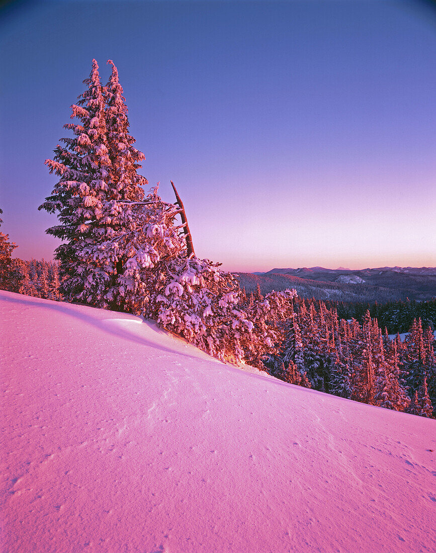 Frosted trees and snow aglow in evening light. Crater Lake National Park. Oregon. USA.