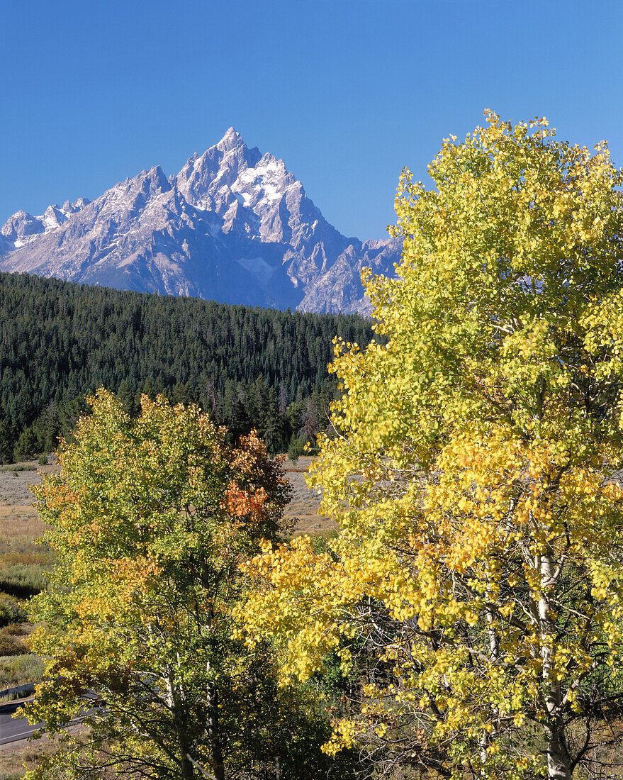 Grand Teton and autumn aspens. Grand Teton National Park. Wyoming. USA.