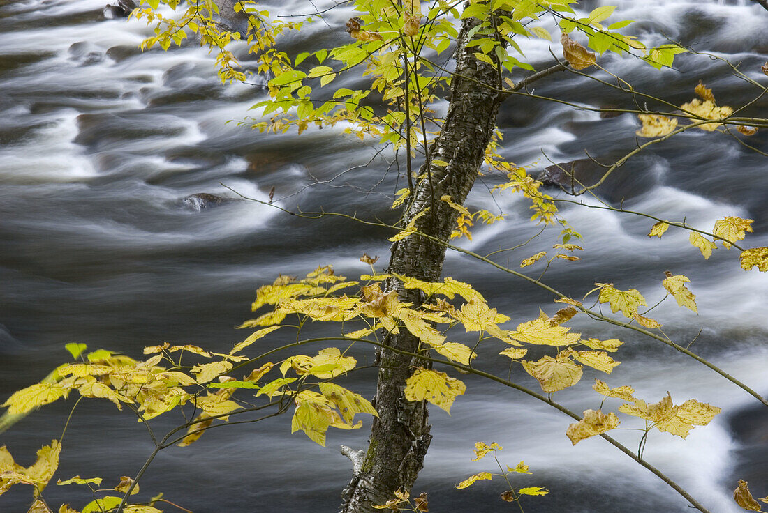 Autumn scene along the West River in Jamaica State Park Vermont USA