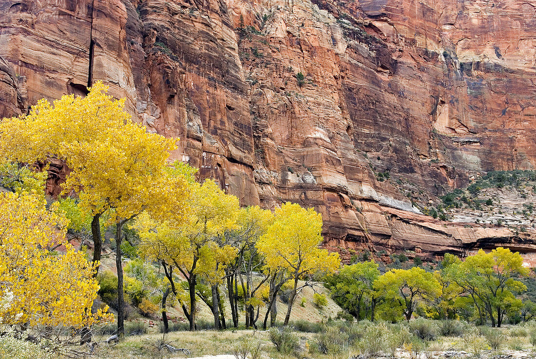 Autumn in Zion Canyon, Zion National Park. Utah, USA