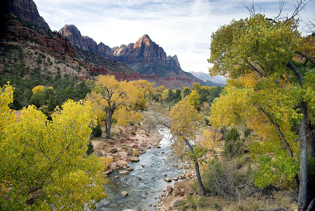 Autumn along the Virgin River, The Watchman in the distance, Zion National Park. Utah, USA