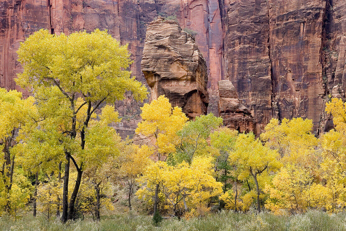 Autumn in Zion Canyon, Zion National Park. Utah, USA