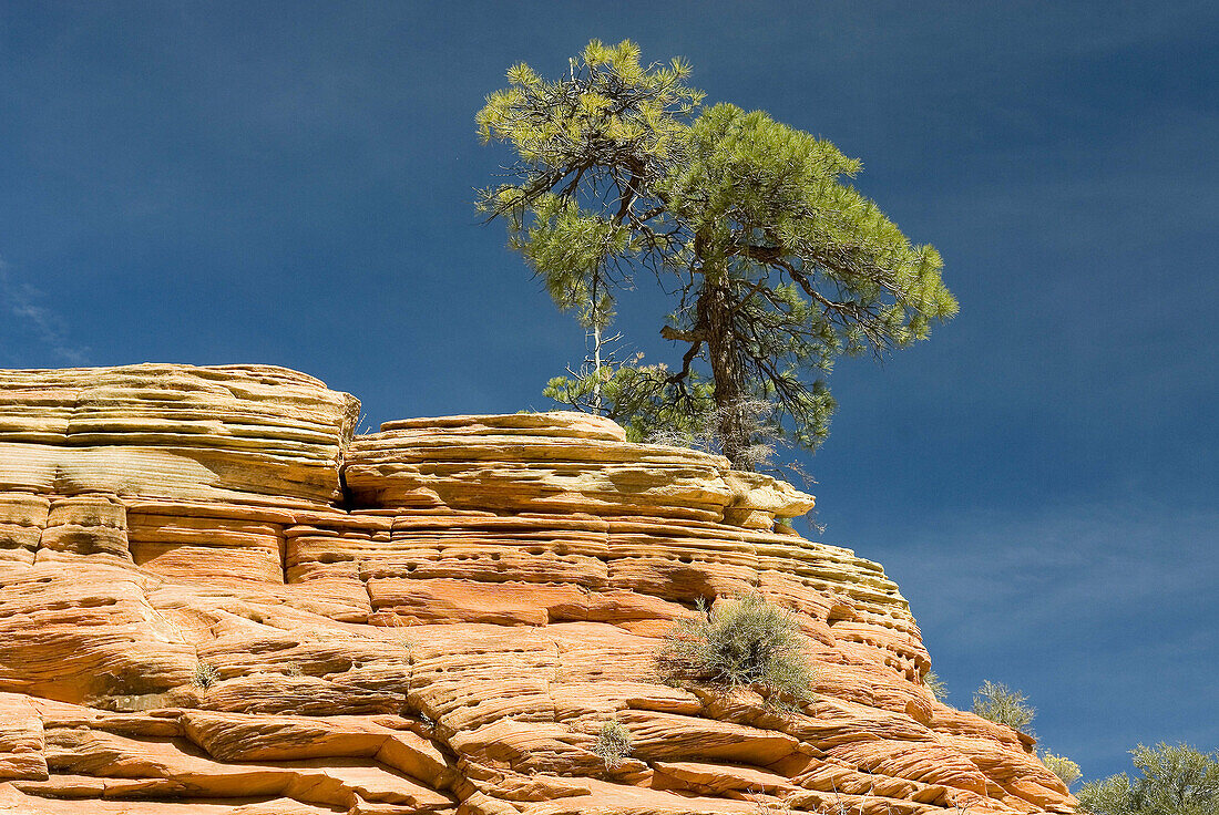 Tree perched on sandstone rock formation, West Rim Trail, Zion National Park. Utah, USA