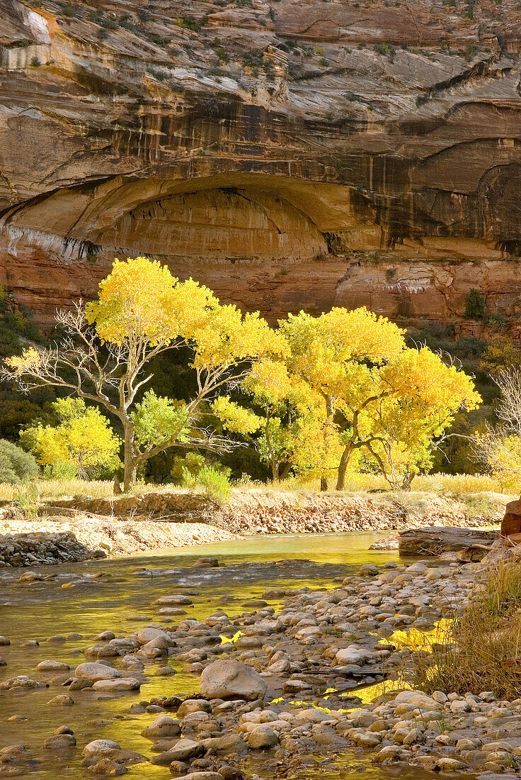 Autumn foliage of Cottonwood trees set ablaze by the morning sun in Zion Canyon, Zion National Park. Utah, USA