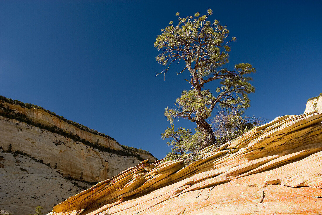 Tree perched on sandstone rock formation, east mesas of Zion National Park. Utah, USA