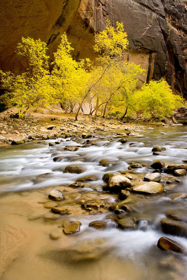 Trees displaying fall foliage in the Zion canyon narrows, Zion National Park. Utah, USA
