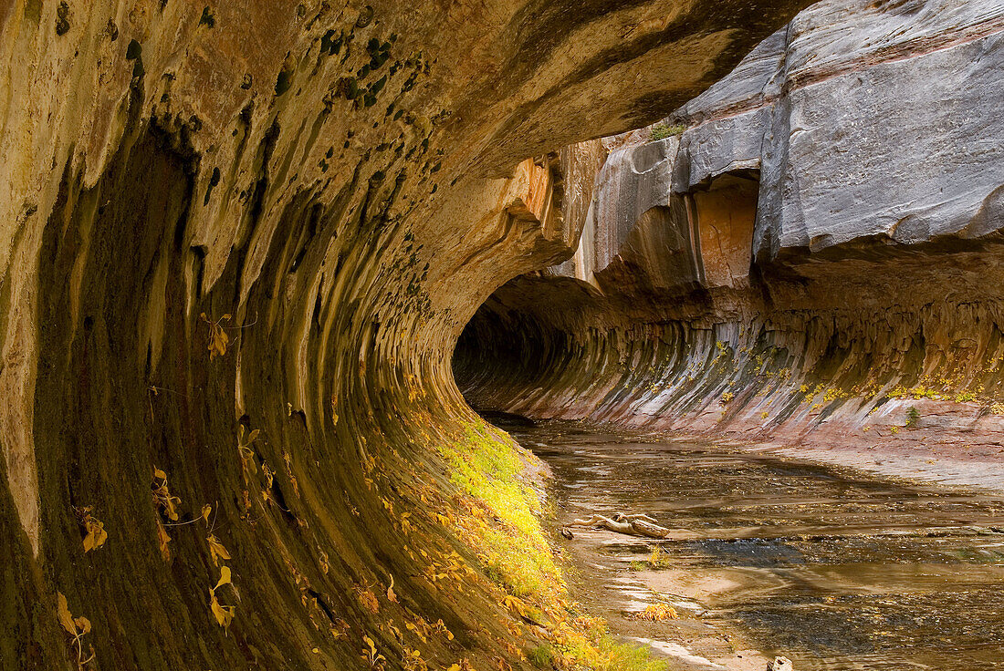 Curved sandstone walls at the entrance to the Subway canyon formation Left Fork of North Creek, Zion National Park. Utah, USA
