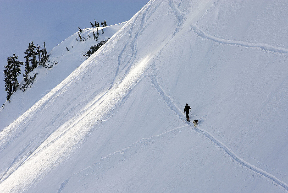 Skier and dog traversing steep slope in the Mount Baker Wilderness, North Cascades. Washington, USA
