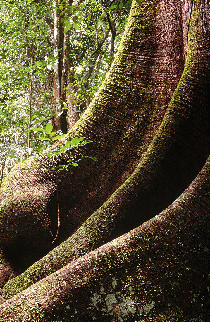 Detail on trunk of big fig tree. Soberanía National Park, Panama