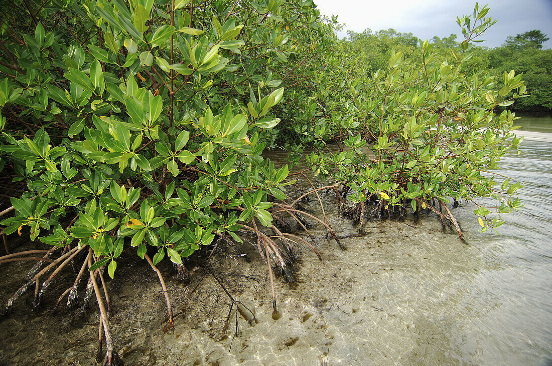 Forest of Red Mangrove (Rhyzophora mangle) at Bastimentos Marine Park. Bocas del Toro archipelago. Caribbean sea. Panama
