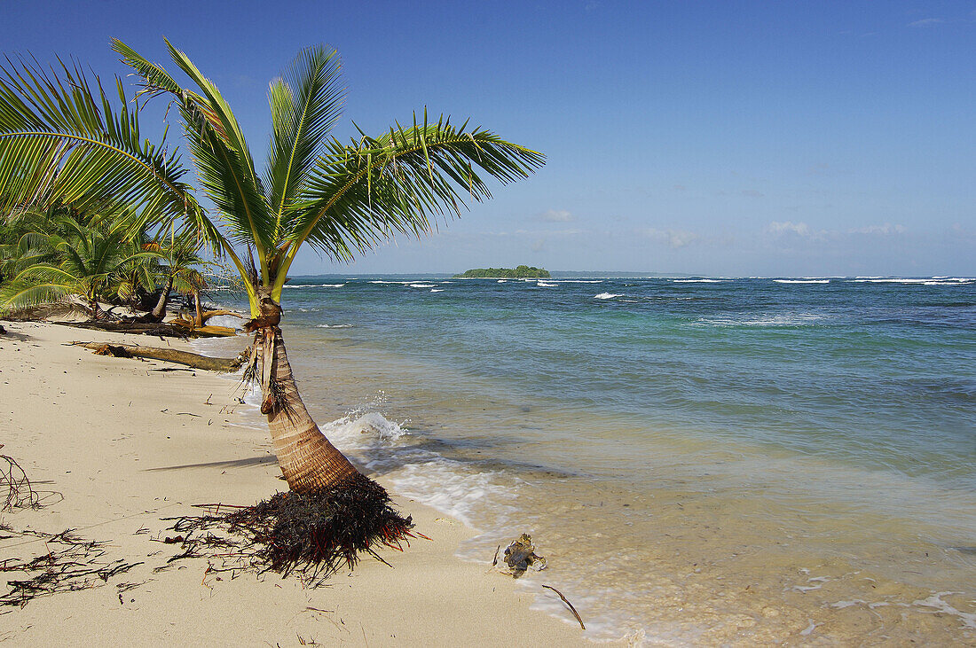 Young Coconut Palm tree, Zapatilla Cay beach. Bastimentos Nacional Marine Park. Mangroves. Bocas del Toro archipelago. Caribbean sea. Panama