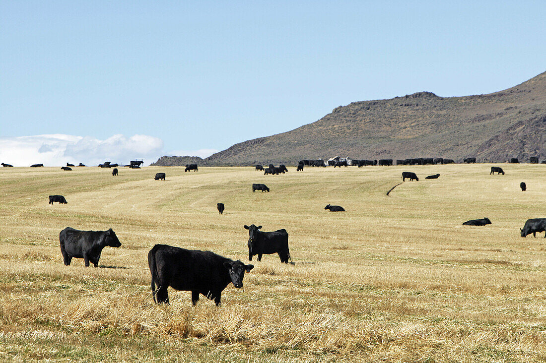 Cows in the field, Picabo, Idaho. USA