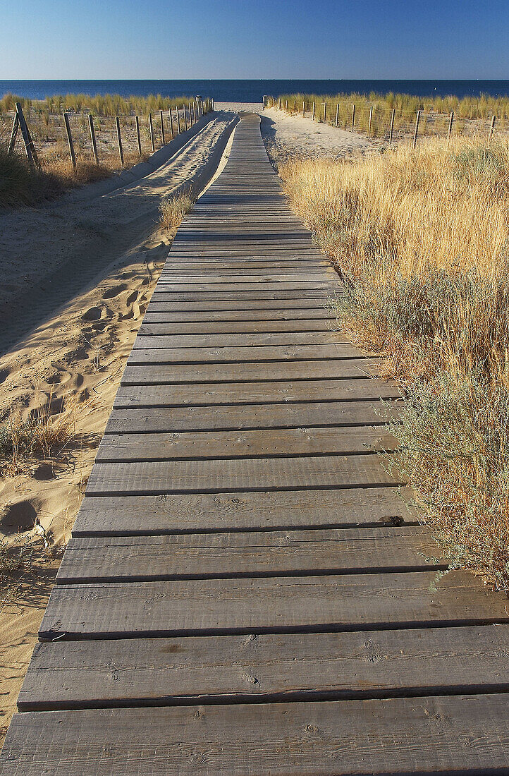 Path and protected dunes area. Isla Antillas beach. Huelva Province. Andalusia. Spain