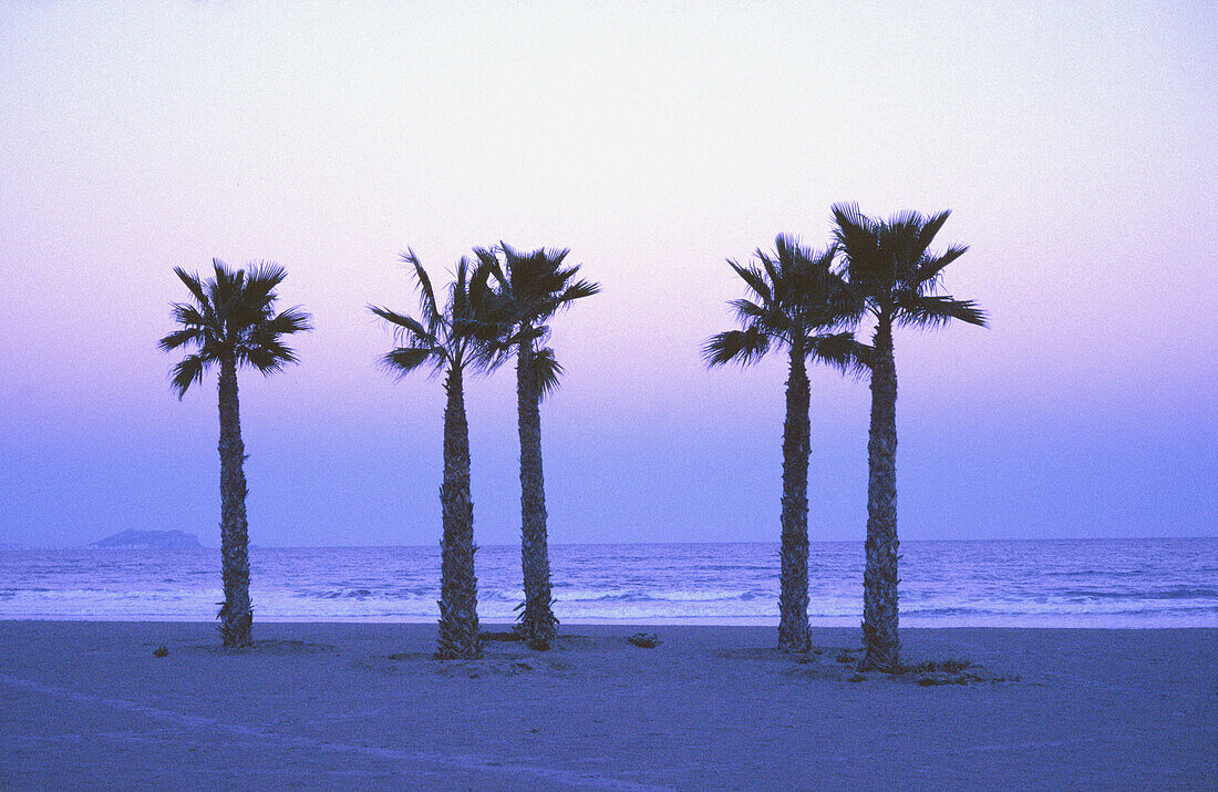 Beach, Beaches, Blue, Blue tone, Coast, Coastal, Color, Colour, Daytime, Deserted, Exterior, Five, Horizon, Horizons, Horizontal, Nature, Nobody, Outdoor, Outdoors, Outside, Palm, Palm tree, Palm trees, Palms, Plant, Plants, Scenic, Scenics, Sea, Silhouet