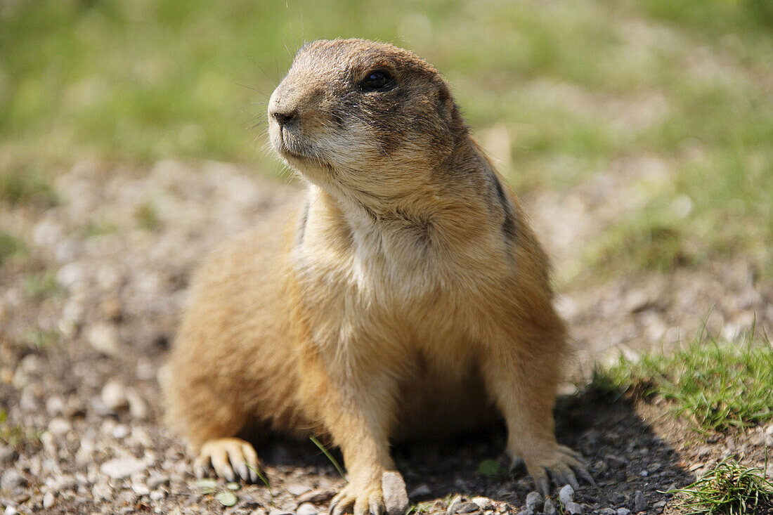 Animal, Animals, Anticipation, Close up, Close-up, Closeup, Color, Colour, Daytime, Exterior, Fauna, Mammal, Mammals, Marmot, Marmots, Nature, One, One animal, Outdoor, Outdoors, Outside, Profile, Profiles, Single, Stand, Standing, Vigilant, Watchful, Wat