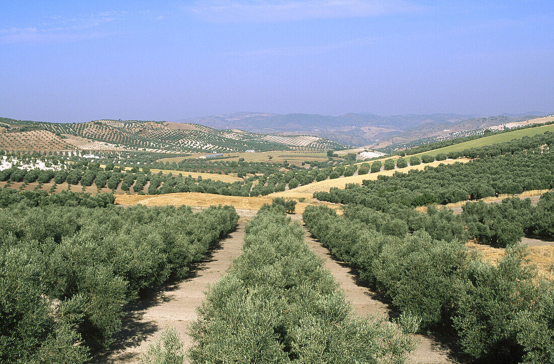 Olive trees. Sevilla province, Spain