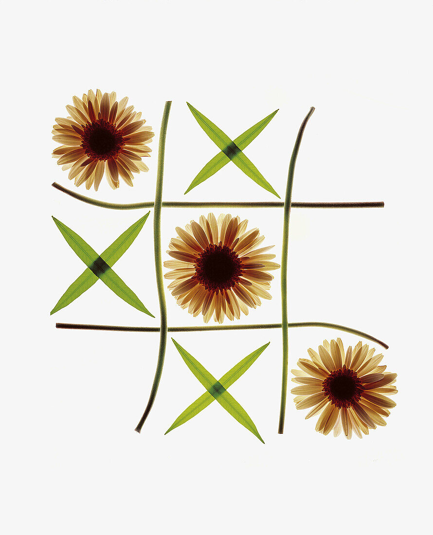 Achievement, Close up, Close-up, Closeup, Color, Colour, Concept, Concepts, Crosses, Flower, Flowers, Game, Games, Indoor, Indoors, Inside, Intelligence, Interior, Leaf, Leaves, Leisure, Nots, Noughts and Crosses, Originality, Plant, Plants, Play, Plays, 