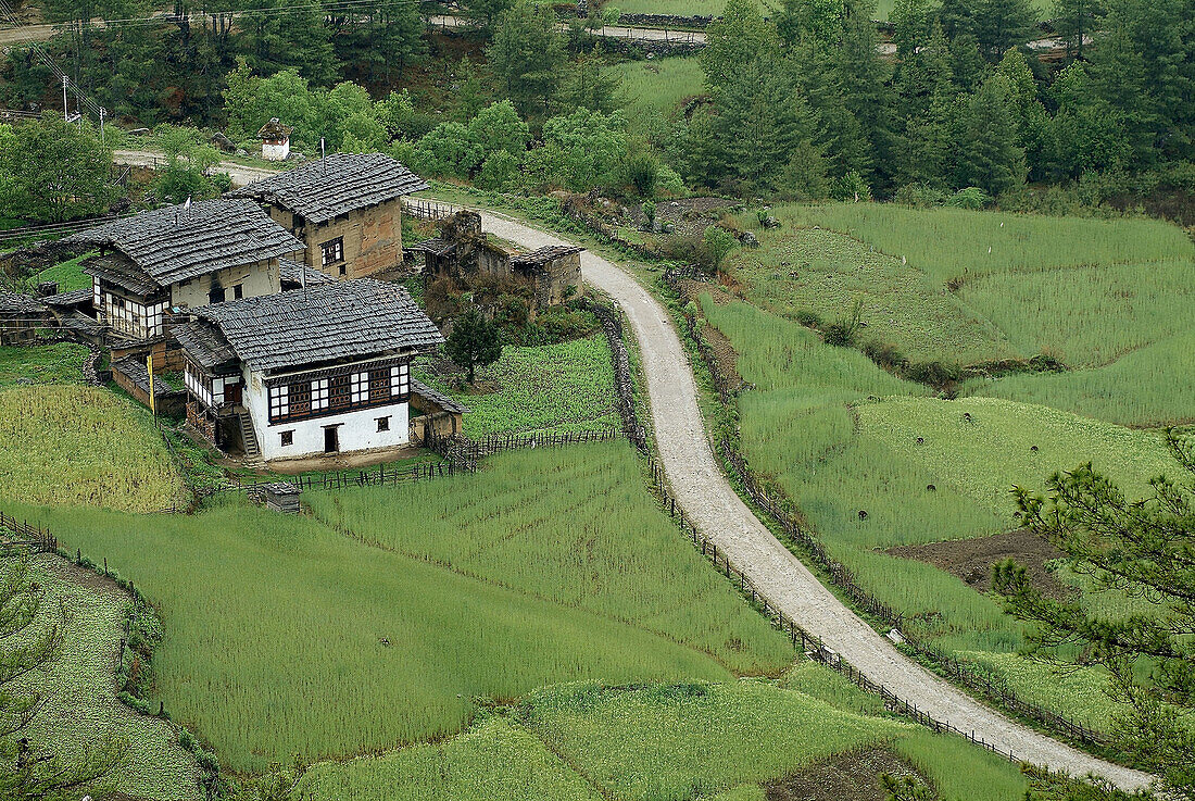 Paddy fields, Bhutan