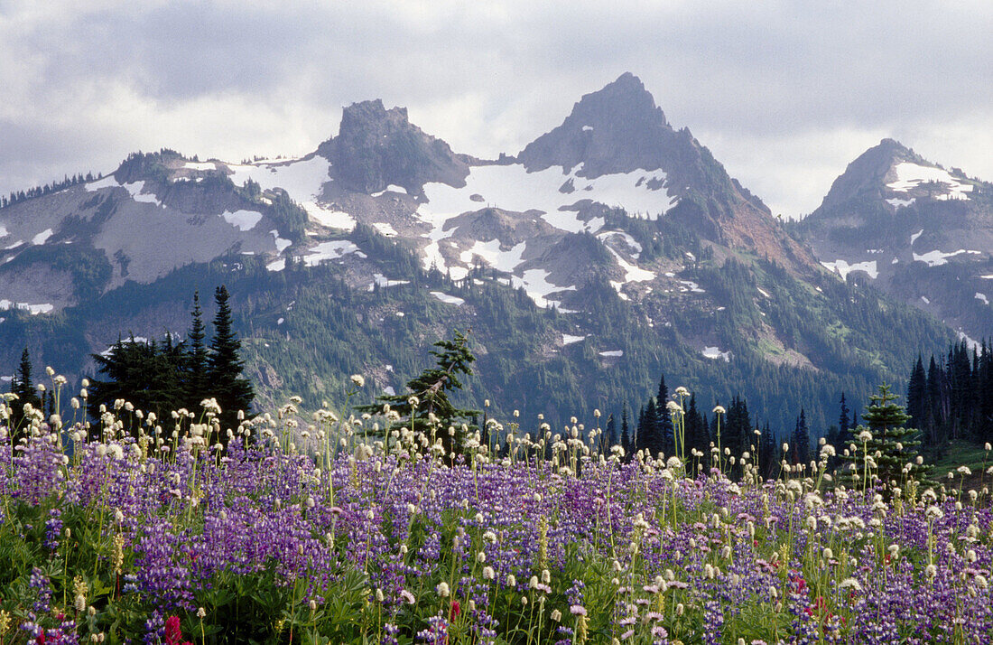 Flowers at Tatoosh mountains. Mount Rainier. Washington. USA.