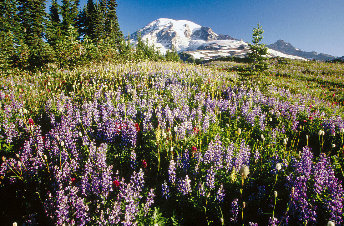 Flowers. Paradise Park. Mount Rainier National Park. Washington. USA.