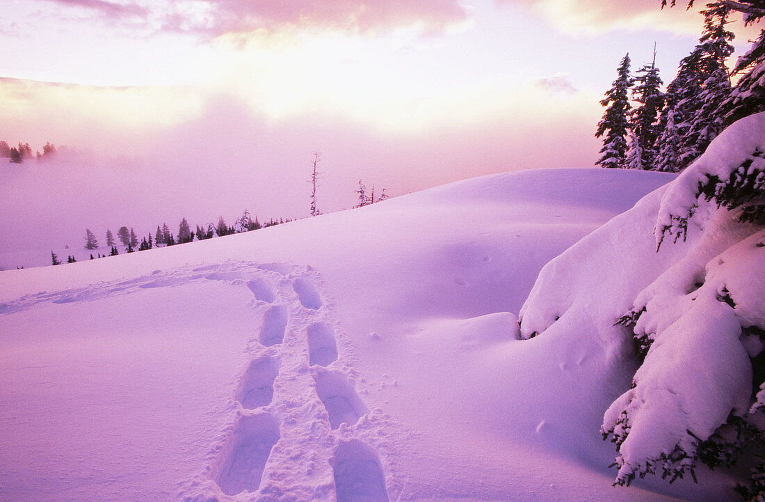 Sunrise. Snow shoe footprints. Oregon cascades. USA.