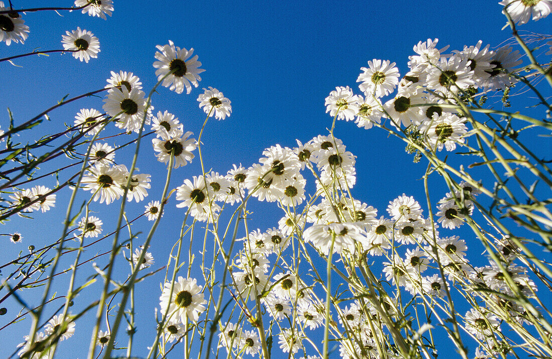 Close-up flowers. Oregon. USA.