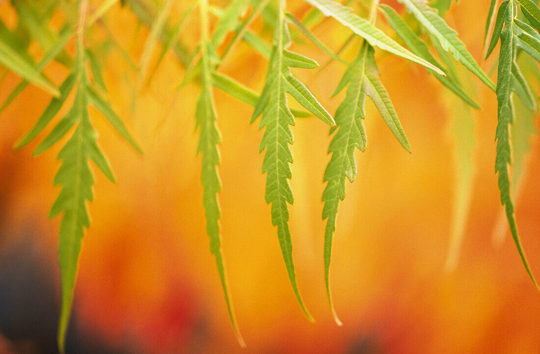 Close-up fall colours. Oregon. USA.