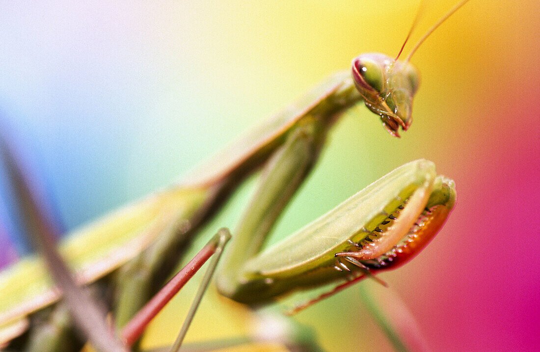 Close-up praying mantis. Oregon. USA.