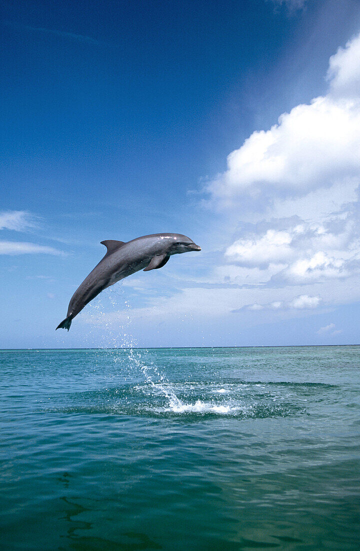 Bottlenose Dolphin. Caribbean Sea.