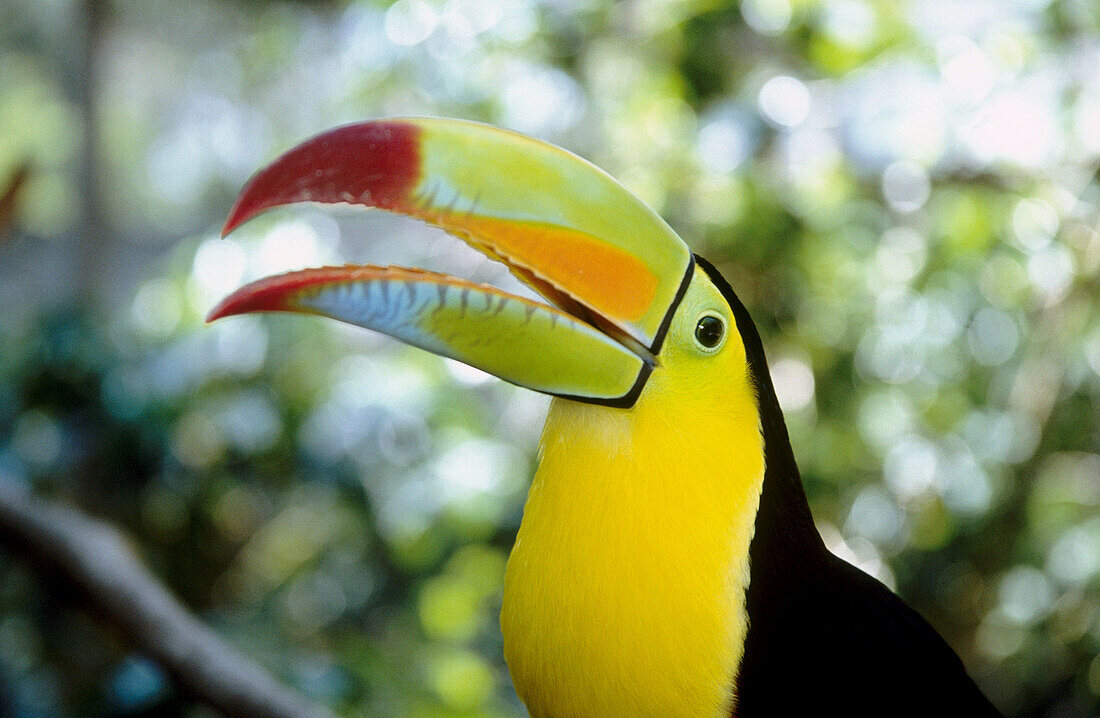 Keel billed toucan. Honduras.