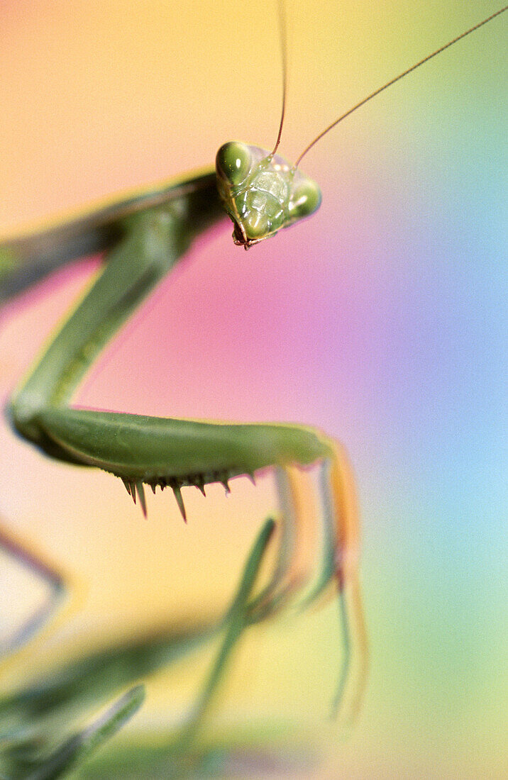 Close-up praying mantis. Oregon. USA.