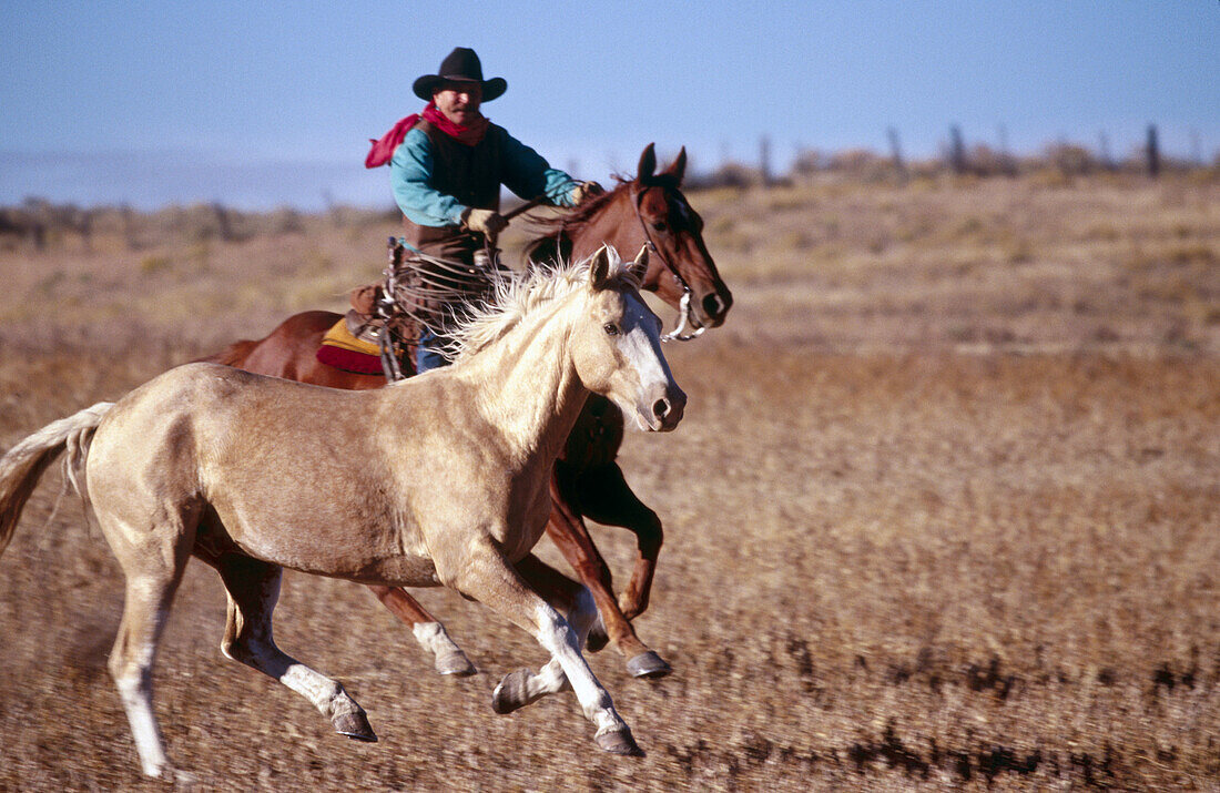 Cowboy running horses. Ponderosa Ranch, Seneca, Oregon, USA