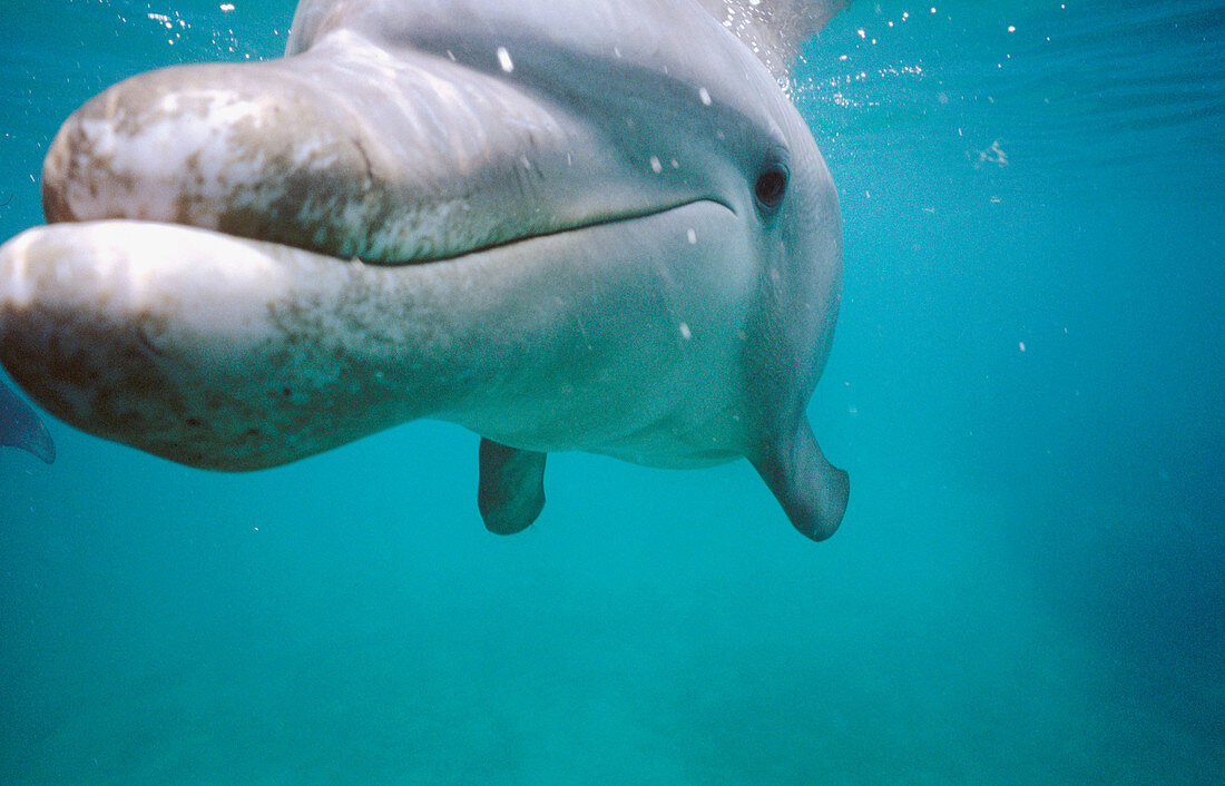 Bottlenose Dolphin. Caribbean Sea
