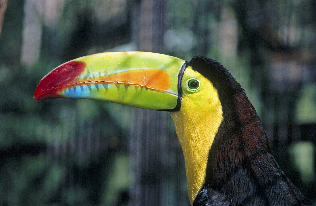 Keel billed toucan. Honduras