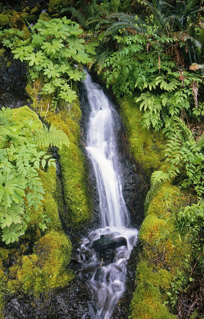 Moss-covered creek, Olympic National Park. Washington, USA