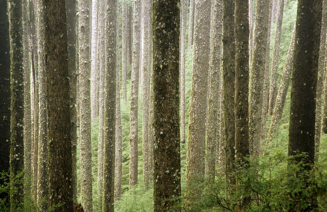 Trees in fog, Cascade Head. Oregon coast, USA