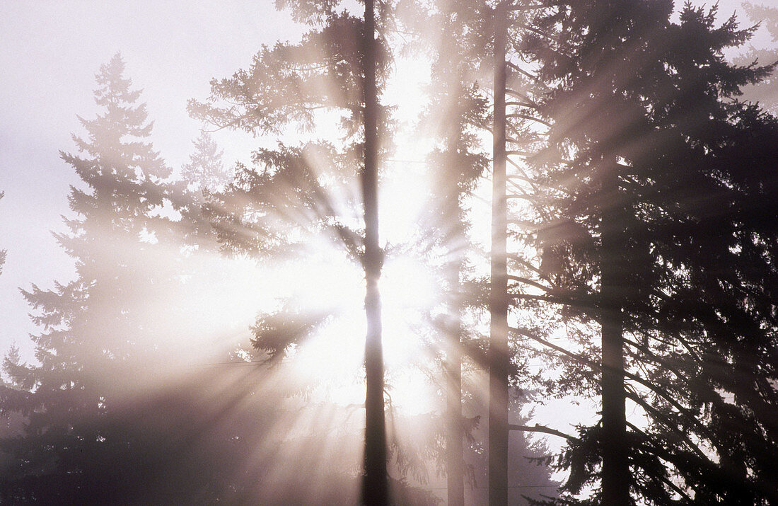 Fog through trees, Oregon Cascades. USA
