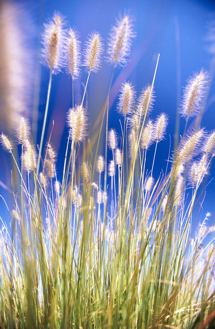 Close-up grass. Oregon, USA